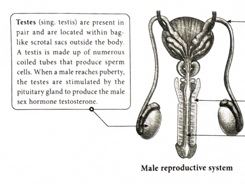 <p>They are what produce sperm, when a male reaches puberty pituitary gland&nbsp;is stimulated to produce testosterone(male sex hormone)</p>