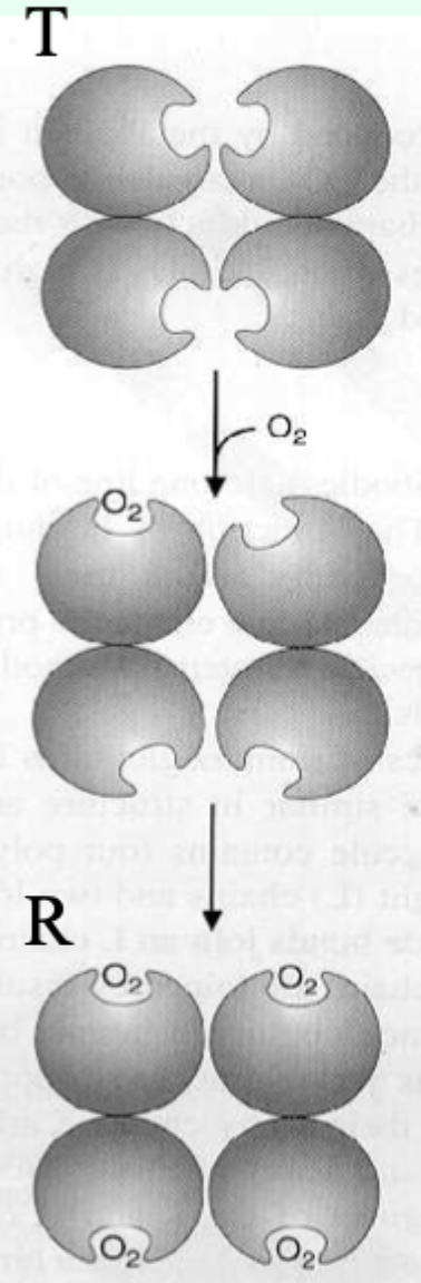 <p>When a ligand binds to one binding site/subunit on hemoglobin, it <strong>reduces</strong> <strong>the</strong> <strong>affinity of the remaining sites</strong>—so <strong>subsequent ligand binding becomes</strong> <strong>harder</strong>.</p>