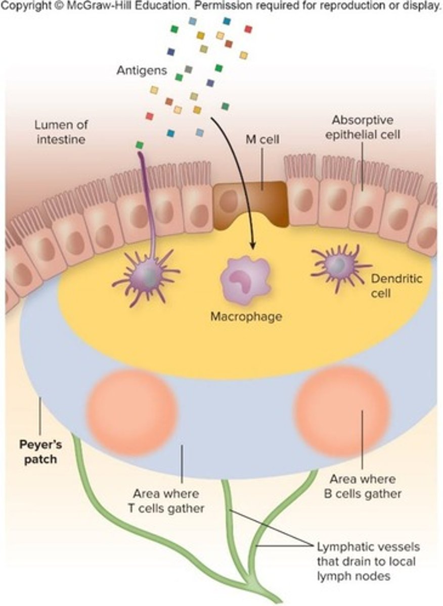 <p>M cells transfer material from the intestinal lumen to the Peyer's patches for immune inspection.</p>