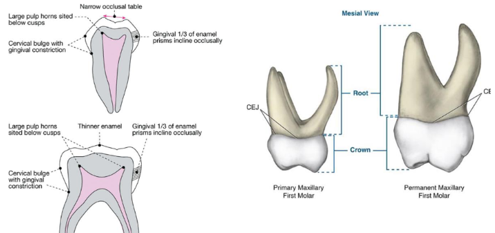 <p><span><strong> Thinner enamel and dentin layers </strong></span></p><p><span><strong> Enamel rods in the cervical area directed occlusally </strong></span></p><p><span><strong> Broad flat contacts </strong></span></p><p><span><strong> Color is usually lighter</strong></span></p><p><span><strong> Mesio-buccal cervical bulge seen in primary molars </strong></span></p><p><span><strong> Incisors have no developmental grooves </strong></span></p><ul><li><p><span><strong>Mamelons  </strong></span></p></li></ul><p></p>