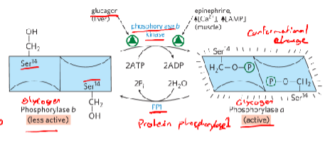 <p>When blood glucose levels are __ (insulin signaling) glycogen phosphorylase a is </p>