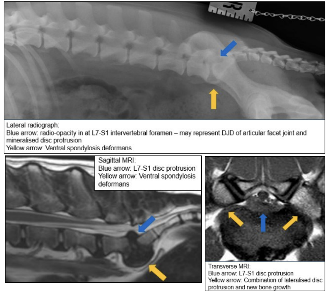 <p>o Radiography – able to identify the osseous changes o CT – able to identify the osseous changes o<strong><u> MRI – better for assessing nerves of cauda equina and intervertebral disc changes</u></strong></p>