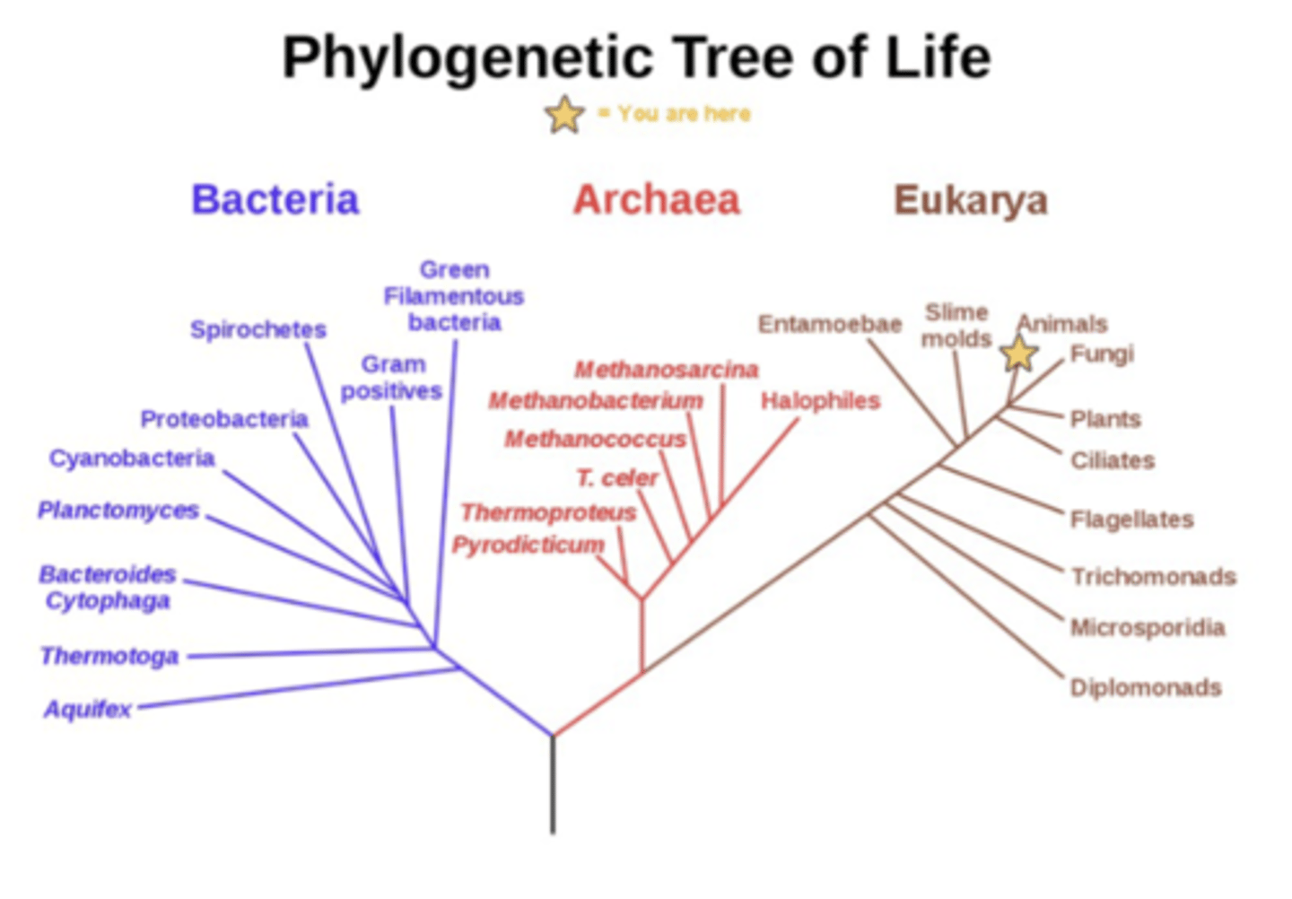 <p>The study of the evolutionary history and relationships of species or the evolutionary history of a particular organism or group</p><p>-phylogenetic trees are branching diagrams that visually illustrate evolutionary relationships and shared ancestry btw different species or groups of organisms</p>