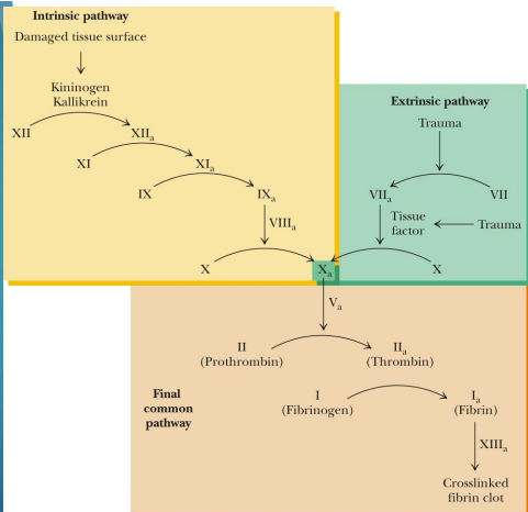 <ul><li><p><strong>Soluble fibrinogen</strong> is a <strong>zymogen</strong> that must be cleaved to form <strong>insoluble fibrin</strong> by thrombin</p></li><li><p>Some factors and proteins have<strong> Ca2+ binding sites</strong> which were formed via <strong>PTM</strong> of a Glu residue by Vitamin K dependent gamma -glutamy carboxylase</p><p></p><p><span><strong>MAIN THING: We need PTMs and zymogens for our blood to clot - main point</strong></span></p></li></ul><p></p>
