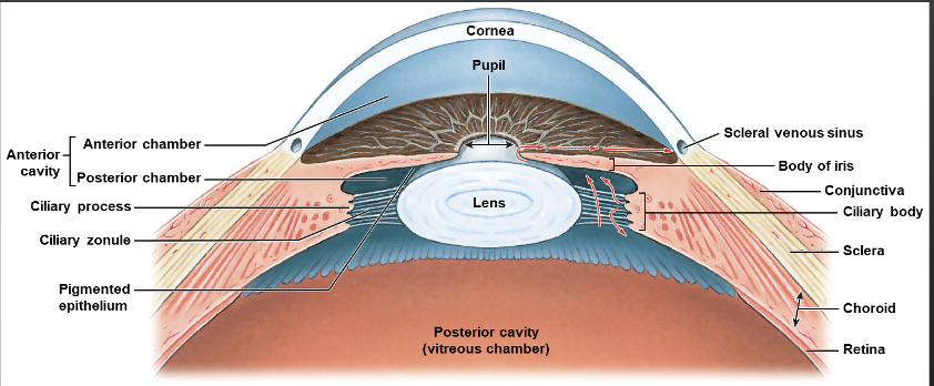 <p>Anterior chamber, Posterior chamber, Aqueous humor</p>