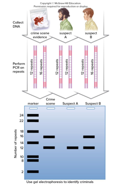 <p>The police are investigating a crime. They found DNA at the crime scene and ran it through gel electrophoresis to determine to examine the DNA fragments. The police had two suspects in connection to the crime and also ran their DNA. Which of the suspects do you think the police will charge with the crime?</p>