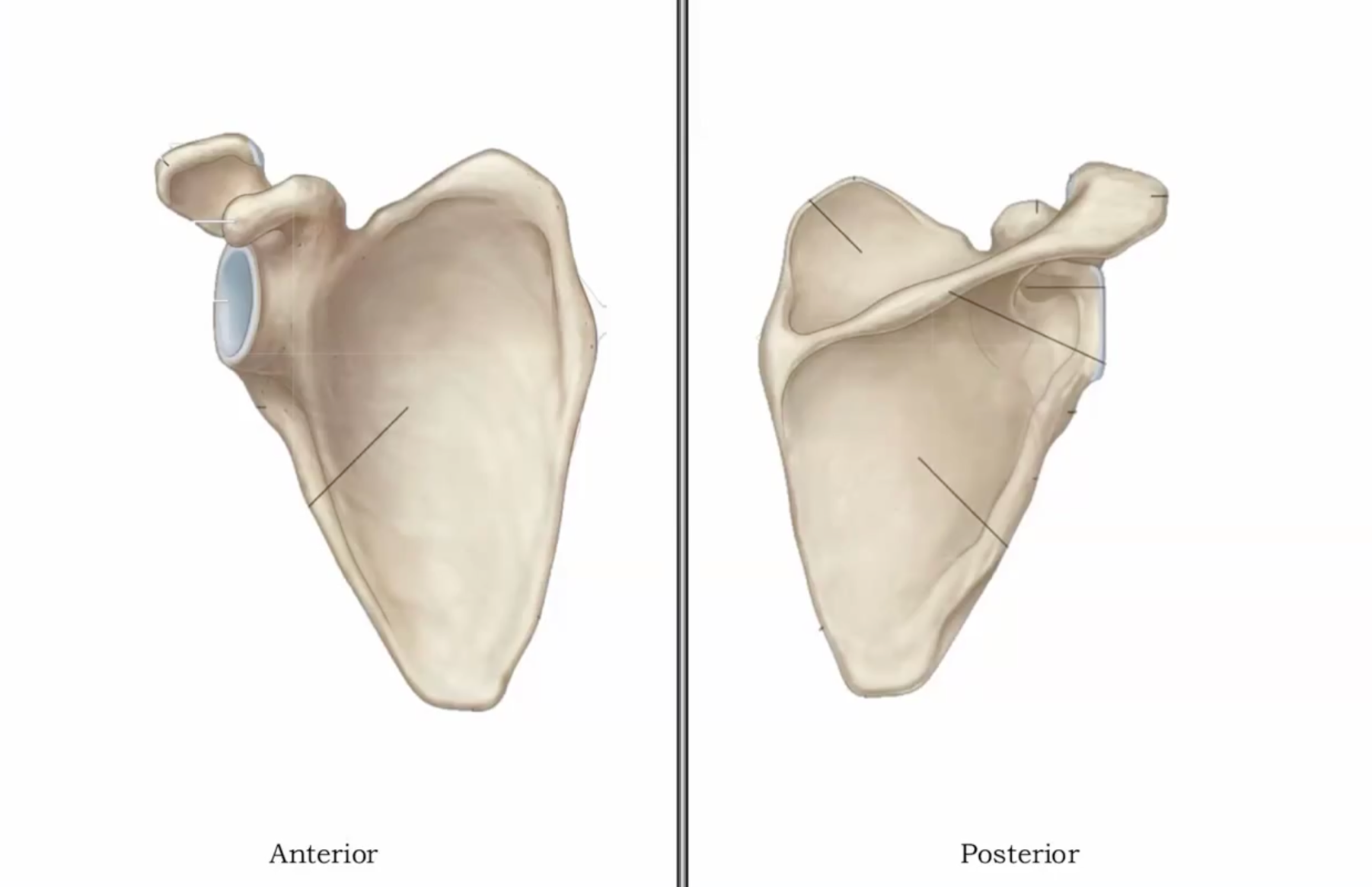 <p>Is this a right or left scapula?</p>