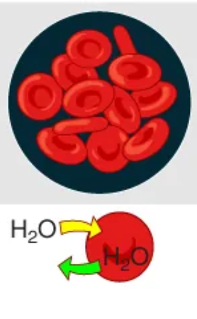 <p>Type of solution in which there is the same concentration of solutes as a cell</p><ul><li><p>there is no net water movement</p></li></ul><p></p>