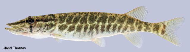 <p>Grass Pickerel; duck-shaped snout, prominent dark bar beneath eye, green-brown mottling.</p>