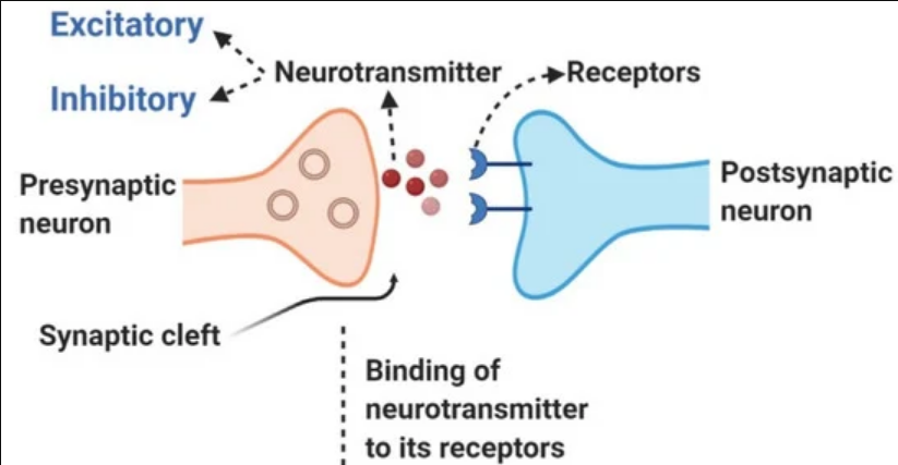 chemical messengers that cross synaptic gaps between neurons (80)