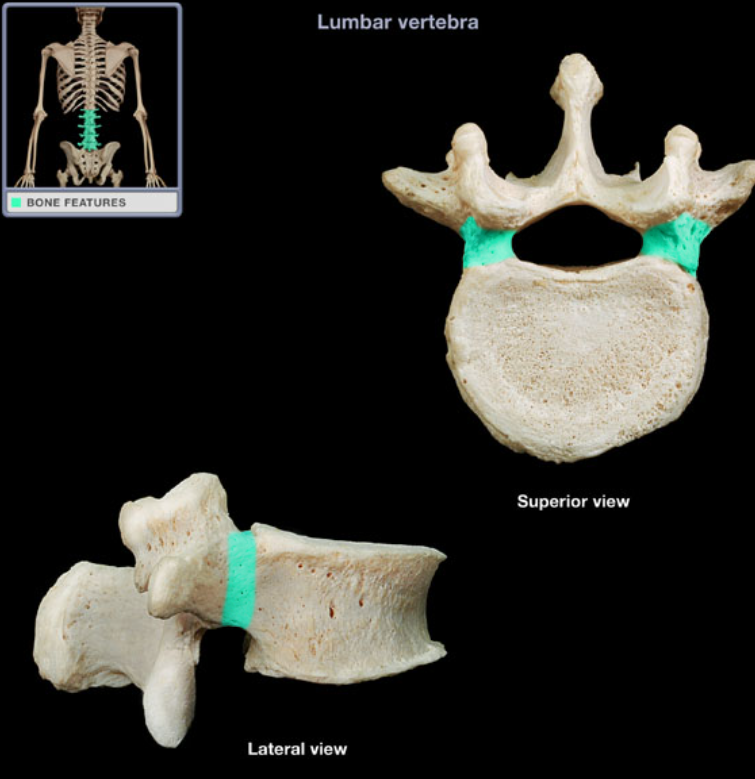 <ul><li><p>Location: Vertebrae L1-5 (lateral aspect)</p></li><li><p>Description: Short, thick pillar, Connects vertebral body to lamina on each side</p></li><li><p>Comment: Adjacent pedicles contribute to each intervertebral foramen</p></li></ul><p></p>