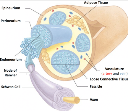 <p>Long term damage to connective tissue in nerve:</p><p>Epineurium</p><p>Perineurium</p><p>Endoneurium</p>