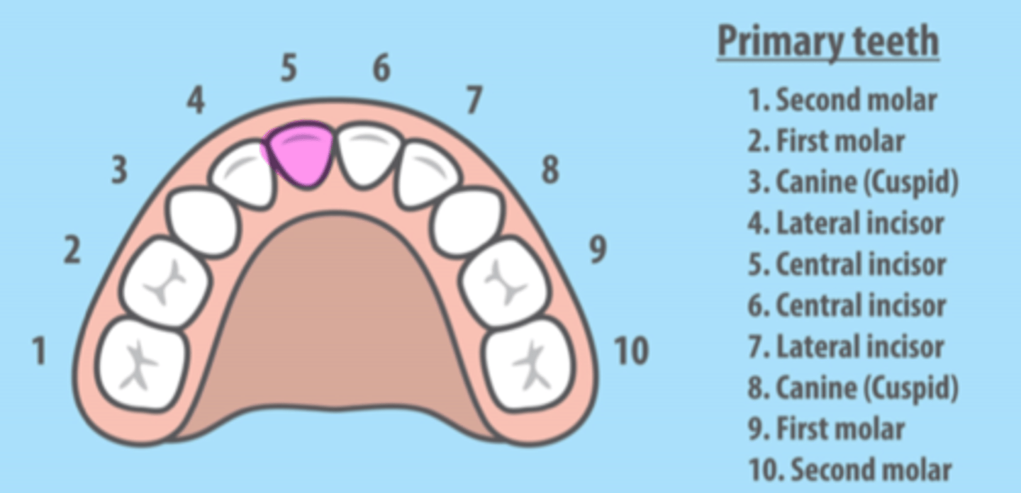 <p>Maxillary Right Primary Central Incisor</p>