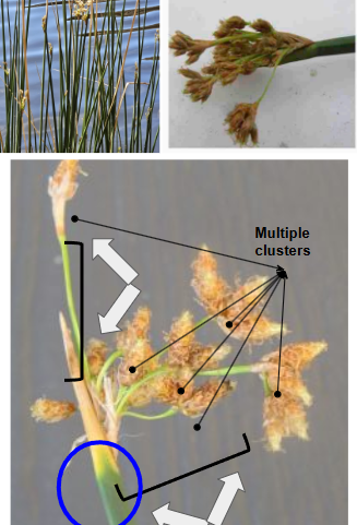 <ul><li><p>Emergent zone</p></li><li><p>flowers at the tip of the blade</p></li><li><p>cylindrical stems</p></li><li><p>up to 7 feet tall</p></li></ul><p></p>