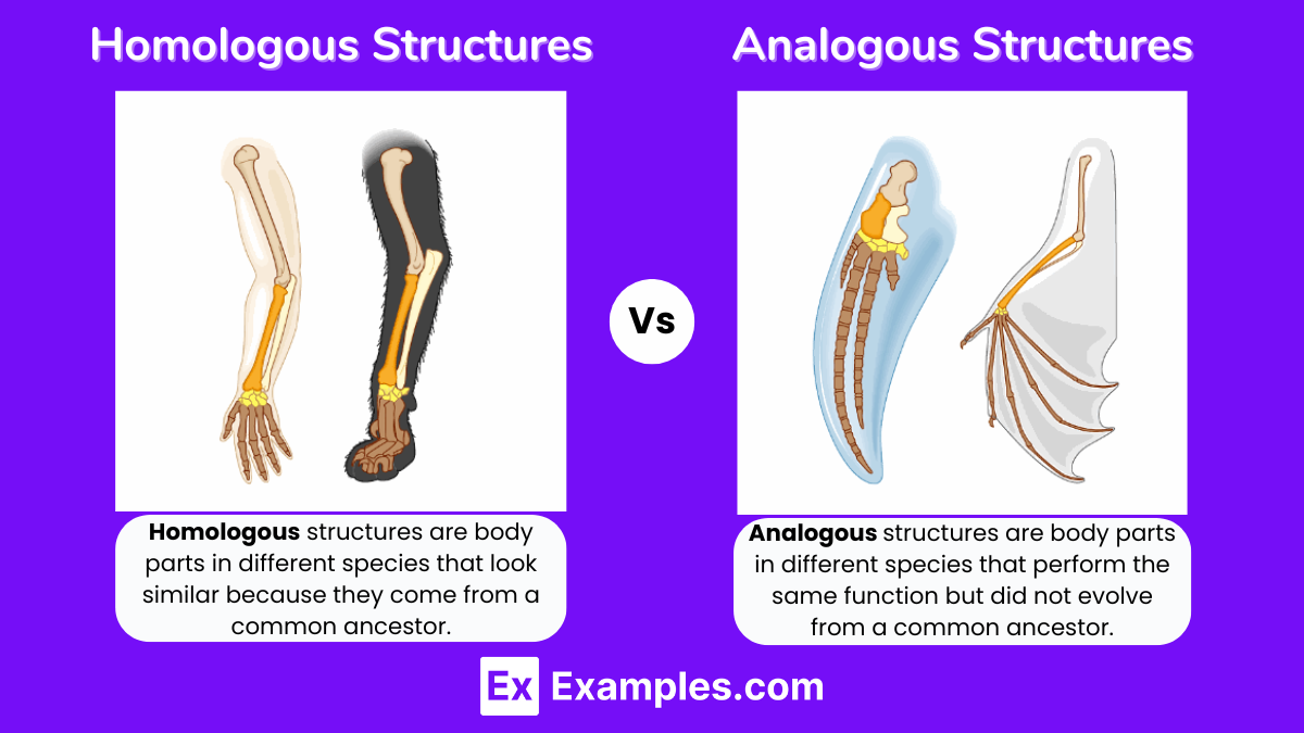 <p><strong>Homologous</strong></p><p>-Structures that come from the <mark data-color="yellow" style="background-color: yellow; color: inherit;">same</mark> origin point but have a <mark data-color="yellow" style="background-color: yellow; color: inherit;">different</mark> function i.e. <span><span>human arm/whale flipper</span></span></p><p><strong>Analogous</strong></p><p>-Structures that come from <mark data-color="yellow" style="background-color: yellow; color: inherit;">different</mark> origin point but have the <mark data-color="yellow" style="background-color: yellow; color: inherit;">same</mark> function i.e. bird wing/insect wing</p>