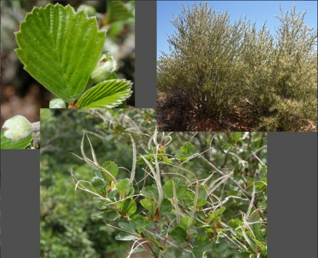 <p>- Simple, alternate leaves, serrate at the tip</p><p>- Plumose tailed achene type fruit</p><p>- Base of leaf wedge-shaped with no serrations</p>