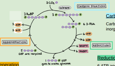 <p>Carbon Fixation, Reduction, & Regeneration</p>
