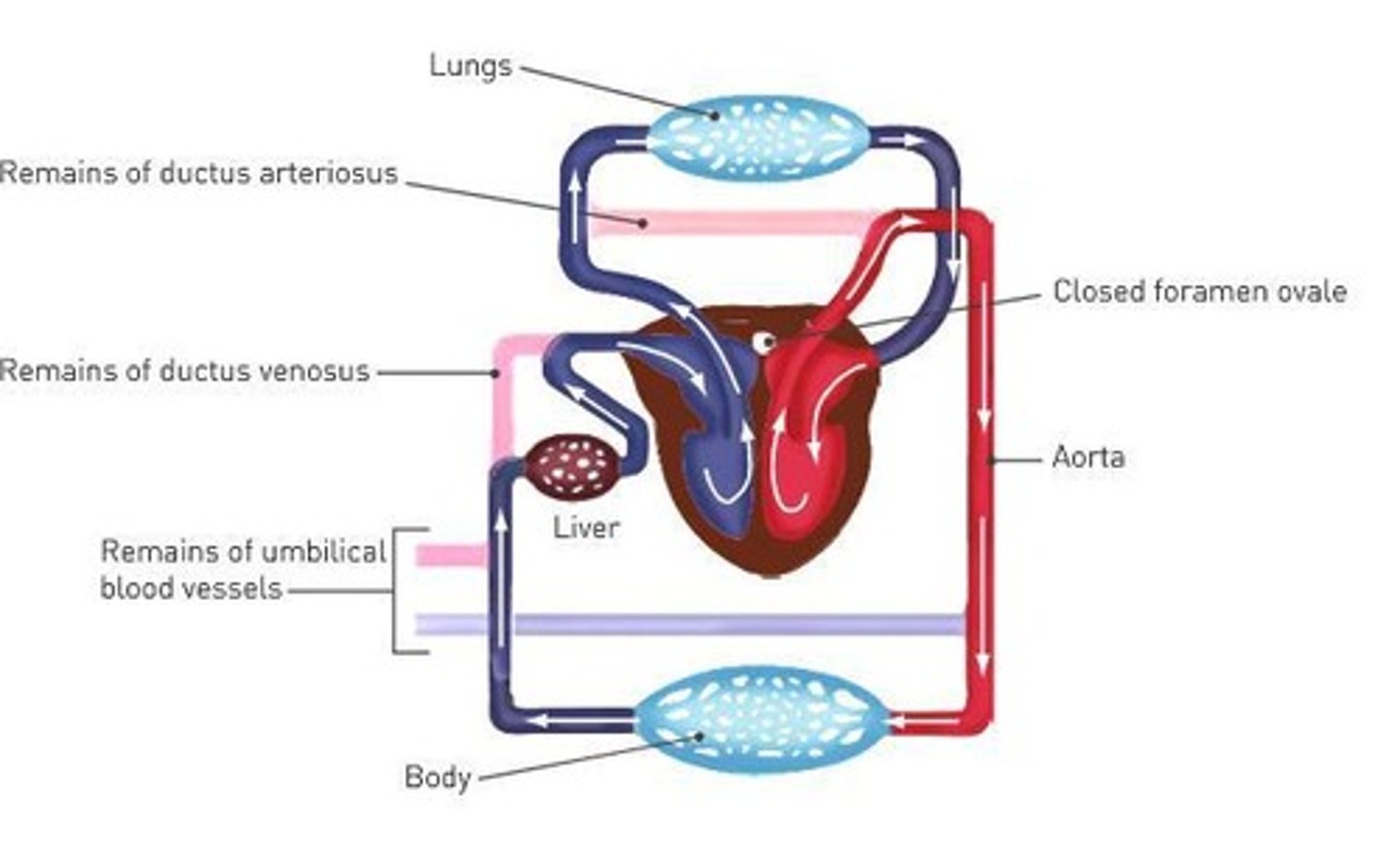 <p>It enters through uterine arteries, flows through blood spaces for exchange, and exits through uterine veins.</p>