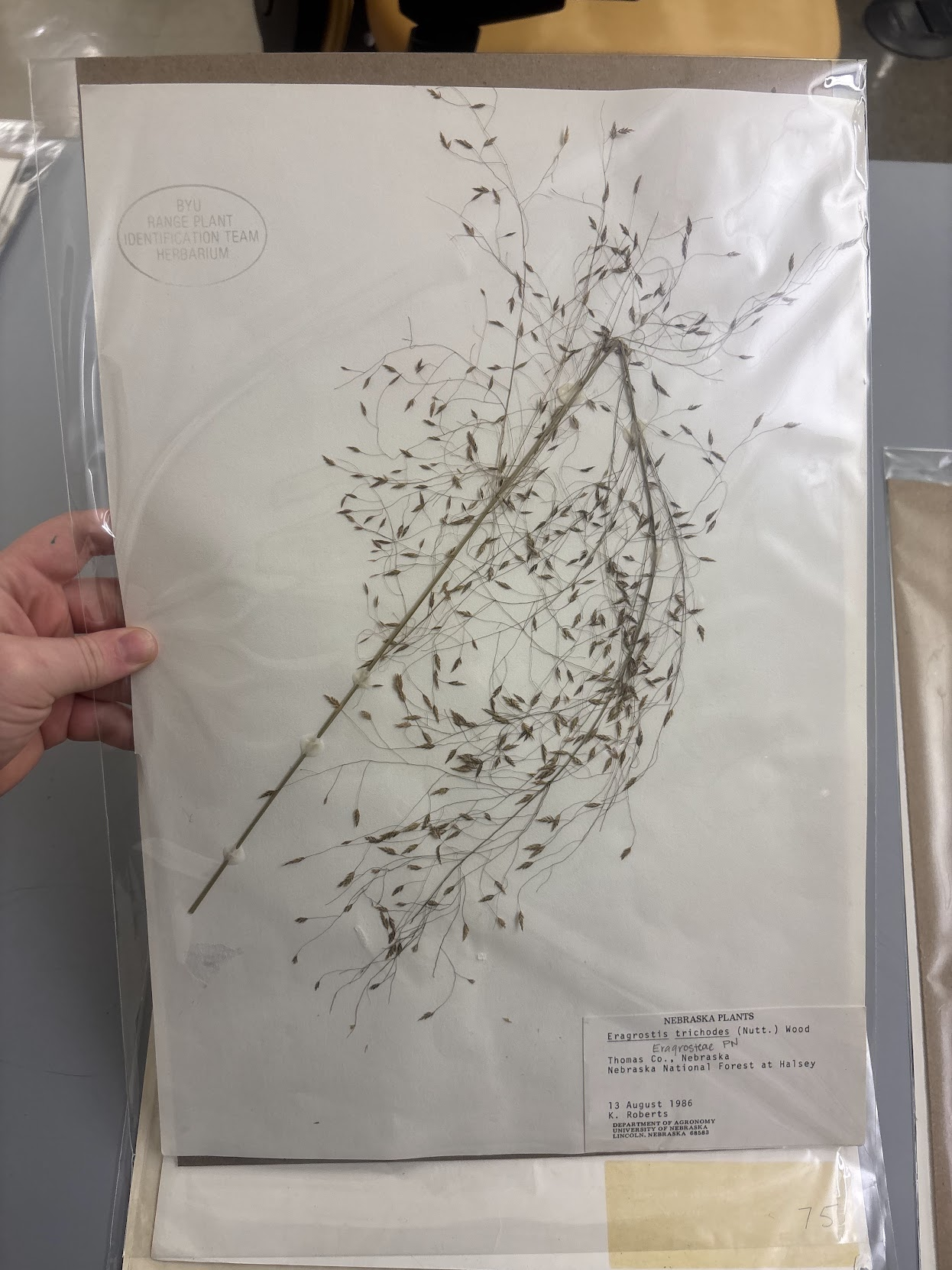 <p>Eragrosteae - Eragrostis trichodes - sand lovegrass</p>