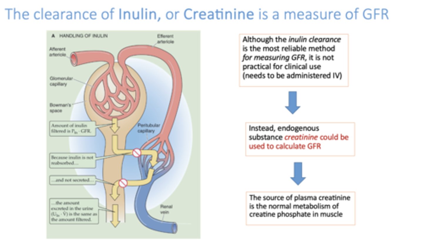 <p>inulin and creatinine</p>