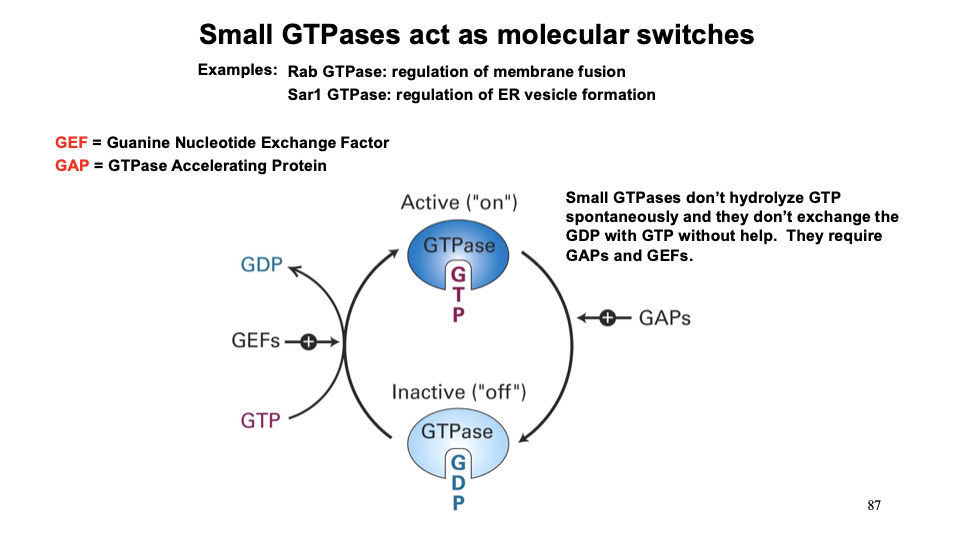 <p>Molecular switches that control processes</p>