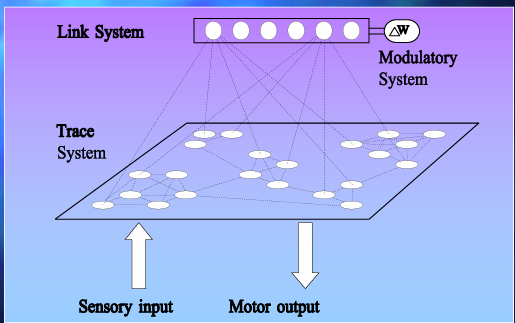 <p>sensory input via neocortex</p><p>neocortex = trace systeem</p><p>hippocampus = link systeem </p><p></p>