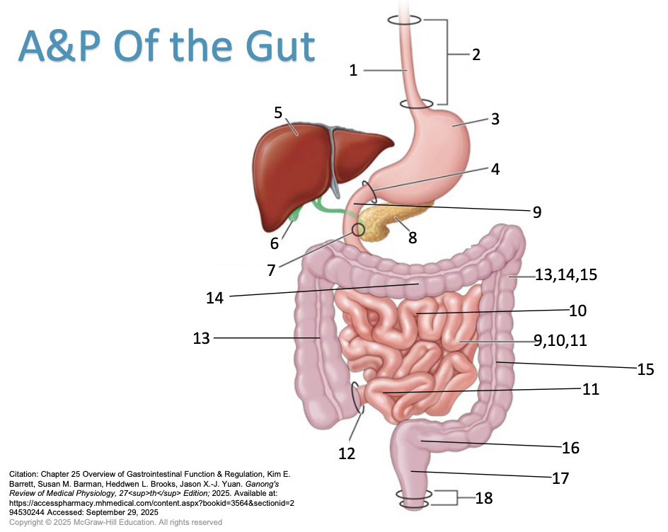 <ol type="1"><li><p><span>Esophagus</span></p></li><li><p><span>Esophageal sphincters</span></p></li><li><p><span>Stomach</span></p></li><li><p><span>Pyloric sphincter - controls how much feed is let into the small intestines</span></p></li><li><p><span>Liver</span></p></li><li><p><span>Gallbladder</span></p></li><li><p><span>Sphincter of Oddi - Gallbladder enters into small intestines</span></p></li><li><p><span>Pancreas</span></p></li><li><p><span>Duodenum - Small intestines starts</span></p></li></ol><p>9, 10, 11 - small intestines</p><ol start="10"><li><p><span>Jejunum</span></p></li><li><p><span>Ileum</span></p></li><li><p><span>Ileocecal valve</span></p></li></ol><p>13, 14, 15 - large intestines</p><ol start="13"><li><p><span>Ascending colon</span></p></li><li><p><span>Traverse colon</span></p></li><li><p><span>Descending colon</span></p></li><li><p><span>Sigmoid colon (Pelvic colon)</span></p></li><li><p><span>Rectum</span></p></li><li><p><span>Anal sphincter</span></p></li></ol><p></p>