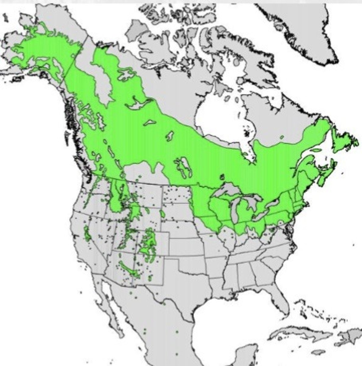 <p>What species is this?</p>