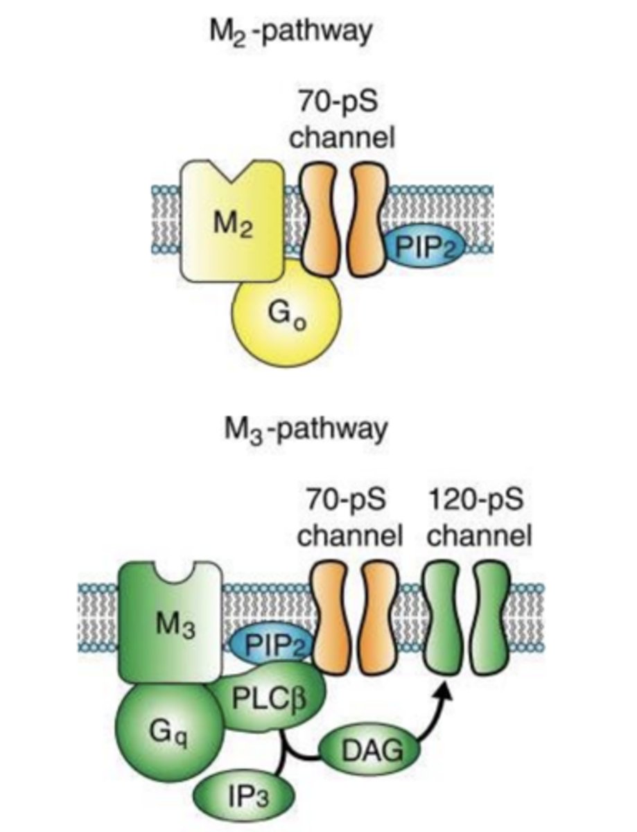 <p>- slower acting G-protein coupled receptors activated by Ach</p><p>- M1, M3, M5: activate Gq --&gt; activates phospholipase C, generally excitatory </p><p>- M2, M4,: activate Gi/o--&gt; inhibits adenylate cyclase, generally inhibitory </p><p>- M2 and M4 can be found pre- and post-synaptically (as auto-recepotrs) </p><p>- M1, M2, and M3 are implicated in ANS function </p>