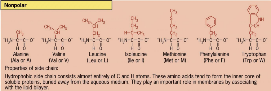 <p>hydrophobic interactions</p>