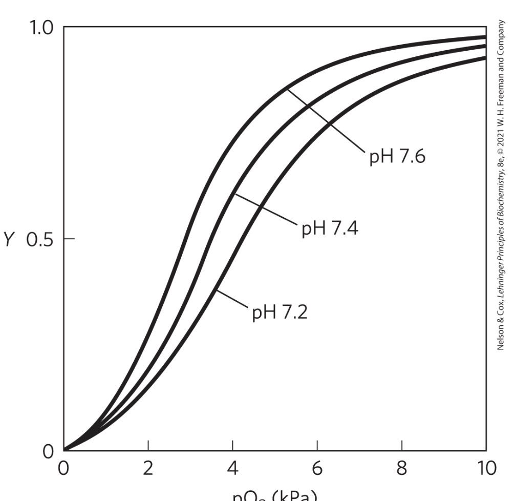 <ul><li><p>see how the binding of H+ to certain ionizable groups on Hb shifts it to T state</p><ul><li><p>so H+ is an antagonist of O2 by binding in place of it on Hb</p></li></ul></li><li><p>when pH decr, oxygen releases from Hb more easily</p></li><li><p>actively metabolizing tissues excrete acid, lowering the pH and promoting oxygen release from Hb</p></li></ul><p></p>