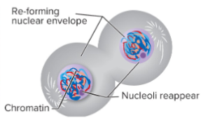 <p>Nuclear membrane (envelope) forms around each group of chromatids.<br>Nucleoli re-form.<br>Spindle fiber disappears.<br>Chromosomes uncoil and reform as chromatin.<br><br>46 chromosomes</p><p>46 chromatids</p><p>23 homologous pairs</p>