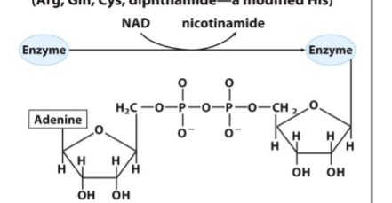 <p>Arg, Gln, Cys, diphthamid (modified His)</p>