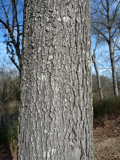 <p>cherrybark oak, Quercus pagoda (Fagaceae)</p>