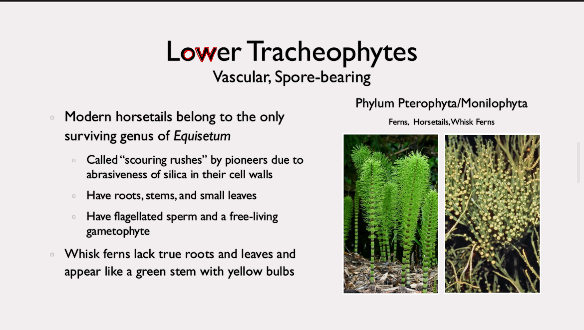 <p>modern horsetails belong to the only surviving genus of <em>Equisetum</em> - called scouring rushes, have true roots, stems, and small leaves; whisk ferns lack true and appear like a green stem with yellow bulbs</p>