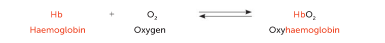 <p>is able to combine with oxygen to form a compound called oxyhaemoglobin. The combination of oxygen and haemoglobin is said to be a loose one, because oxyhaemoglobin can easily break down to release the oxygen:</p>