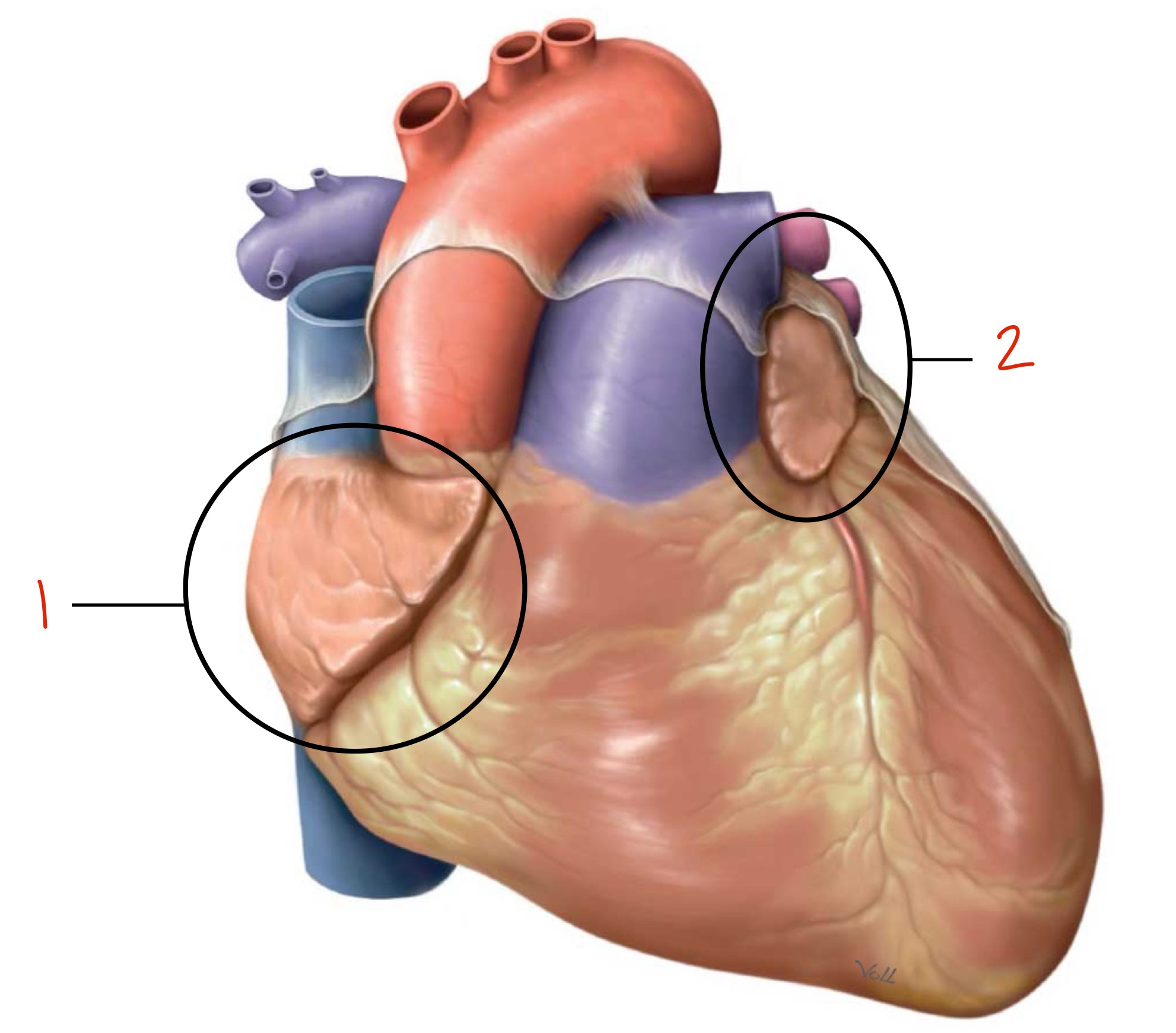 <p>What are those structures, and what do they do?</p>