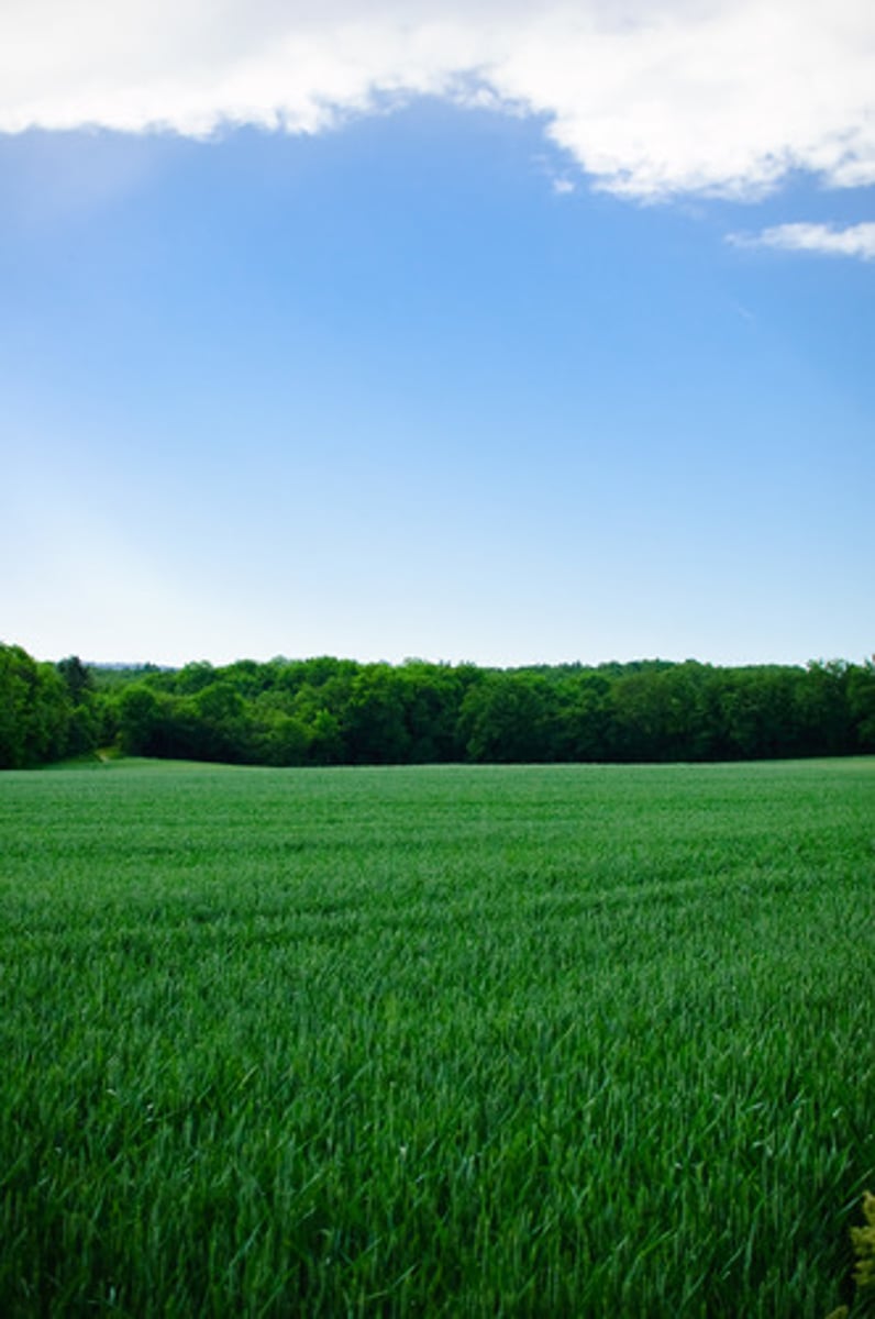 <p>field</p>