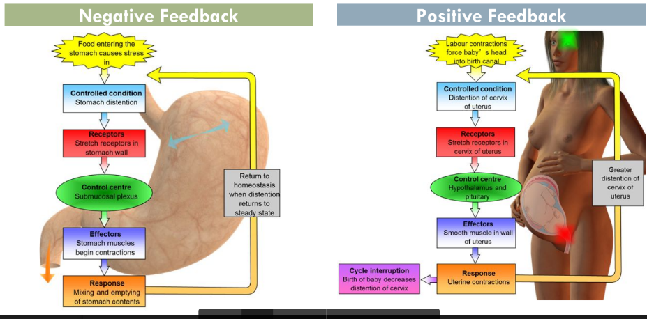 Physiological processes are commonly moderated via 2 distinct feedback mechanisms: Positive + Negative feedback 

* Homeostatic processes are controlled by negative feedback → these systems occur more commonly within the body to keep / return the body to a steady state 
  * Positive feedback usually involves departure from the steady state → increase in the change/ rate (think domino effect) (less common) 

 