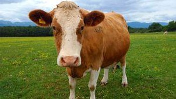 <p>Domestic cattle </p>