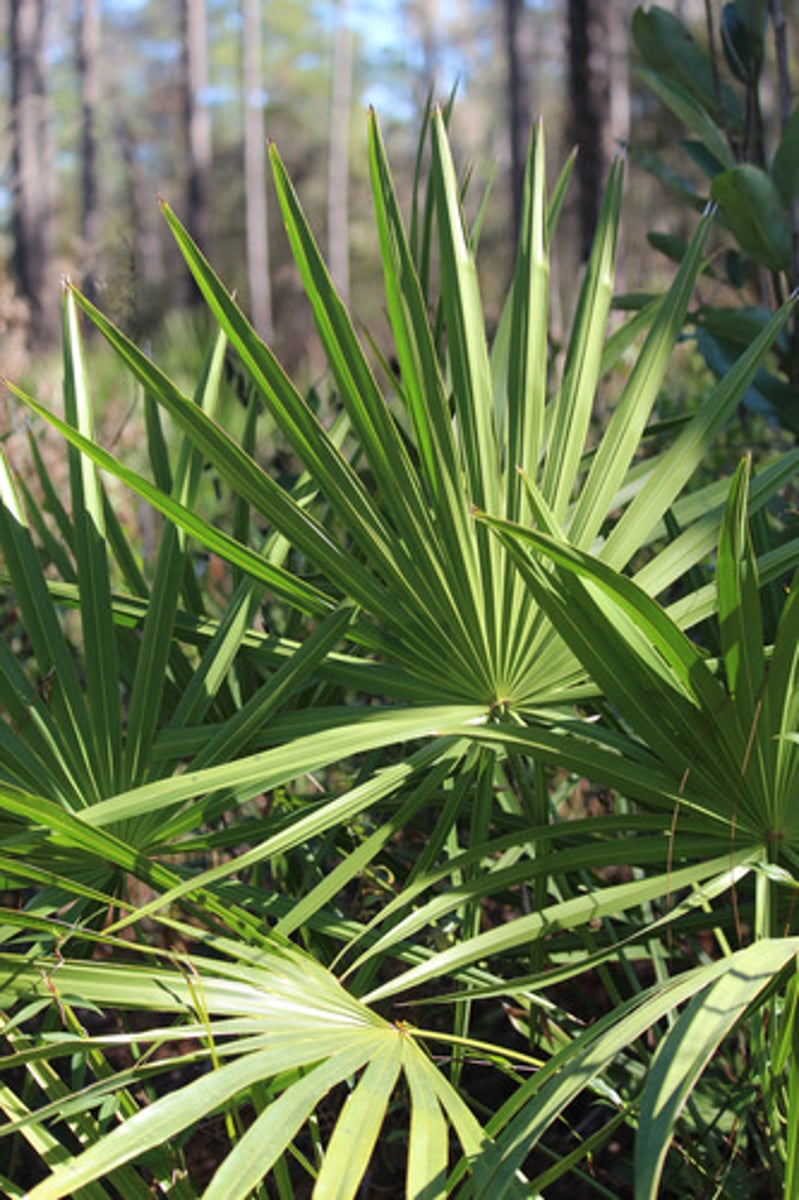 <p>what is the name of the plant pictured here?</p>