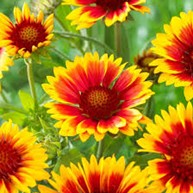 <p>gaillardia ‘kobold’</p>