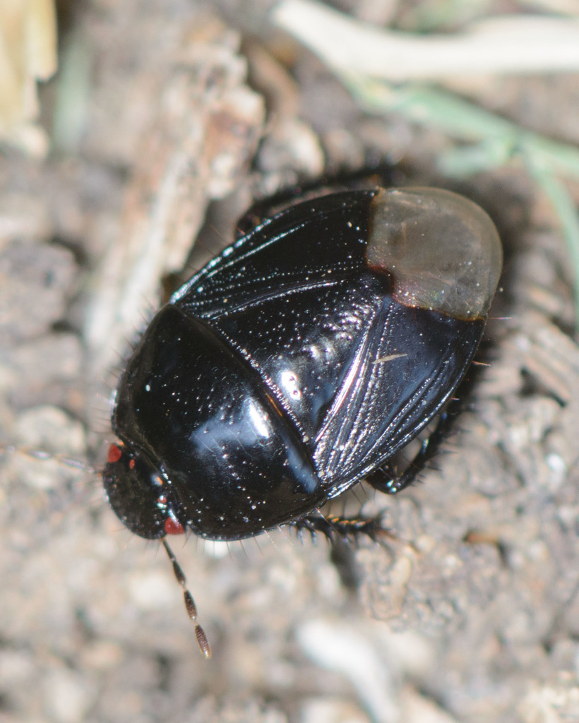 <p>Hemiptera</p><p>burrower bugs</p>
