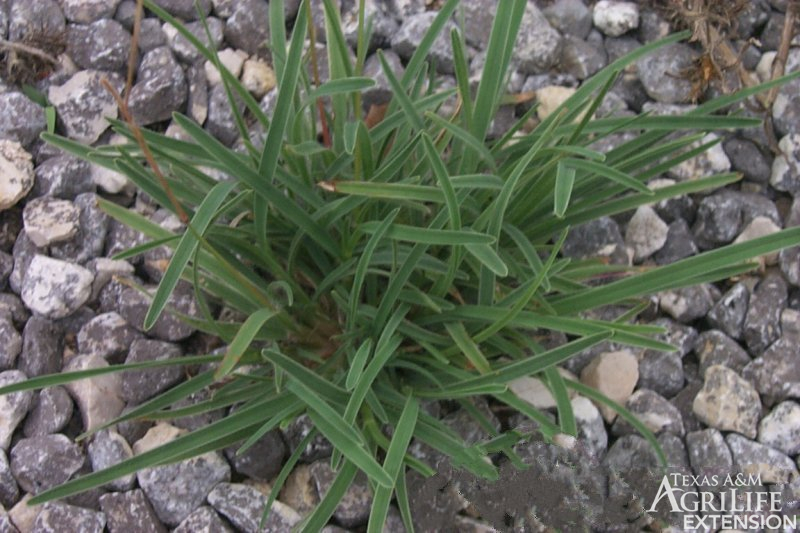 Hairy Tridens