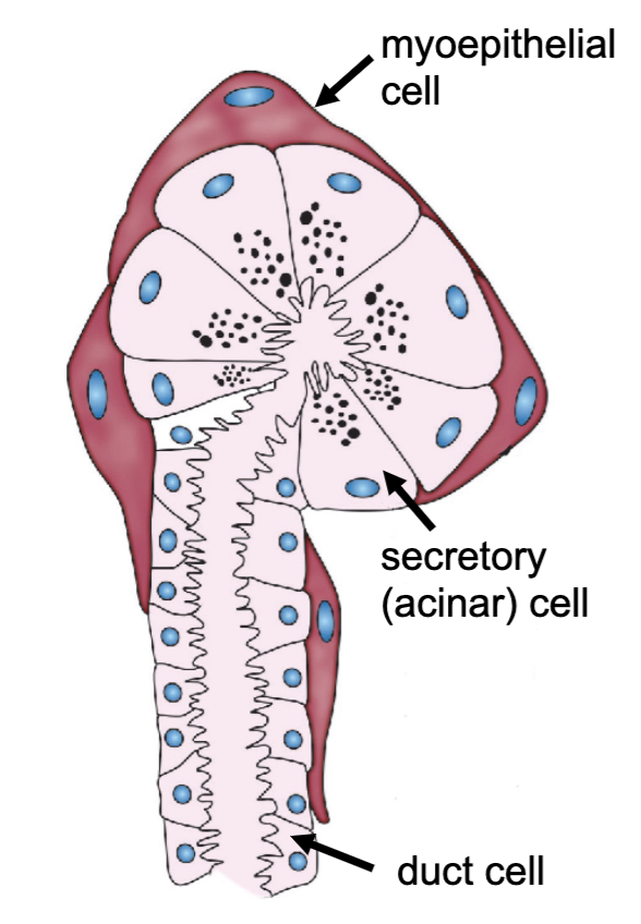 <p>myoepithelial</p>