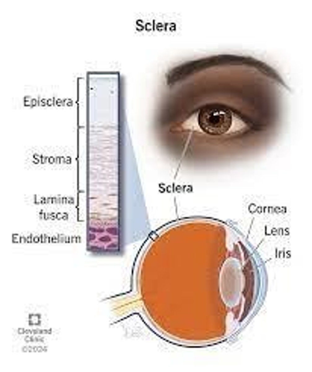 <p>The white outer coating of the eyeball, providing structure and protection to the inner components of the eye.</p>