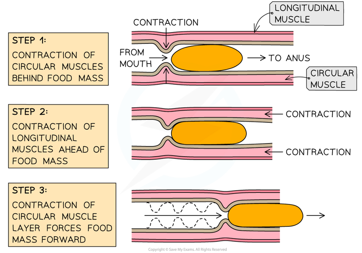 <p><span>•During peristalsis, contraction of circular and longitudinal muscles move food along the oesophagus toward the stomach.</span></p><p><span>⚬Circular - contracts from behind food to propel food forward</span></p><p><span>⚬Longitudinal - contracts ahead of food to shorten pathway for food to travel</span></p>