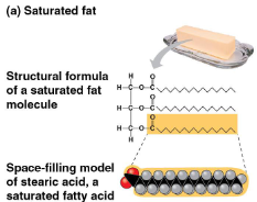 <p>Saturated fats</p>