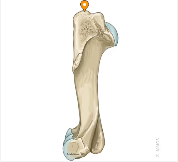 <p>Vad är markerat och vilka djur har den?</p>