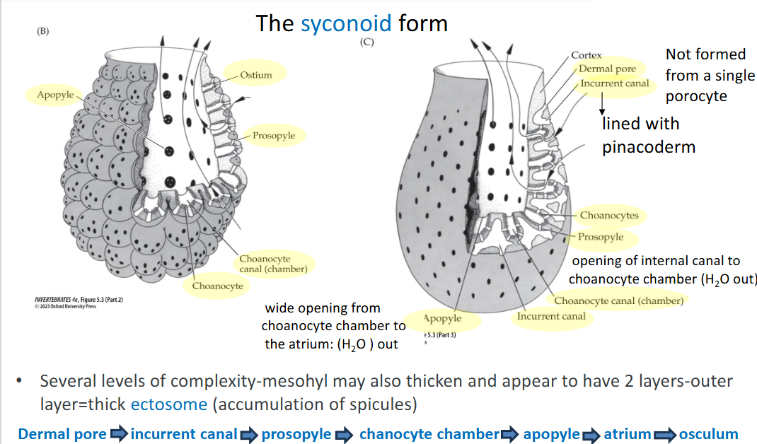 <ol><li><p>dermal pore</p></li><li><p>incurrent canal</p></li><li><p>prosopyle</p></li><li><p>choanocyte chamer</p></li><li><p>apopyle</p></li><li><p>atrium</p></li><li><p>osculum</p></li></ol><p></p>